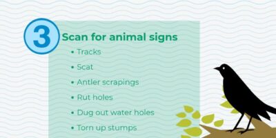 avoiding wildlife encounters