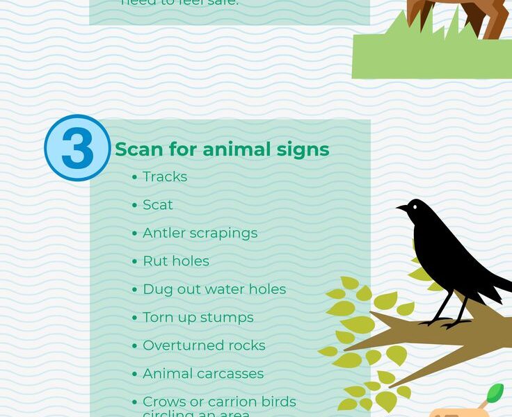 avoiding wildlife encounters
