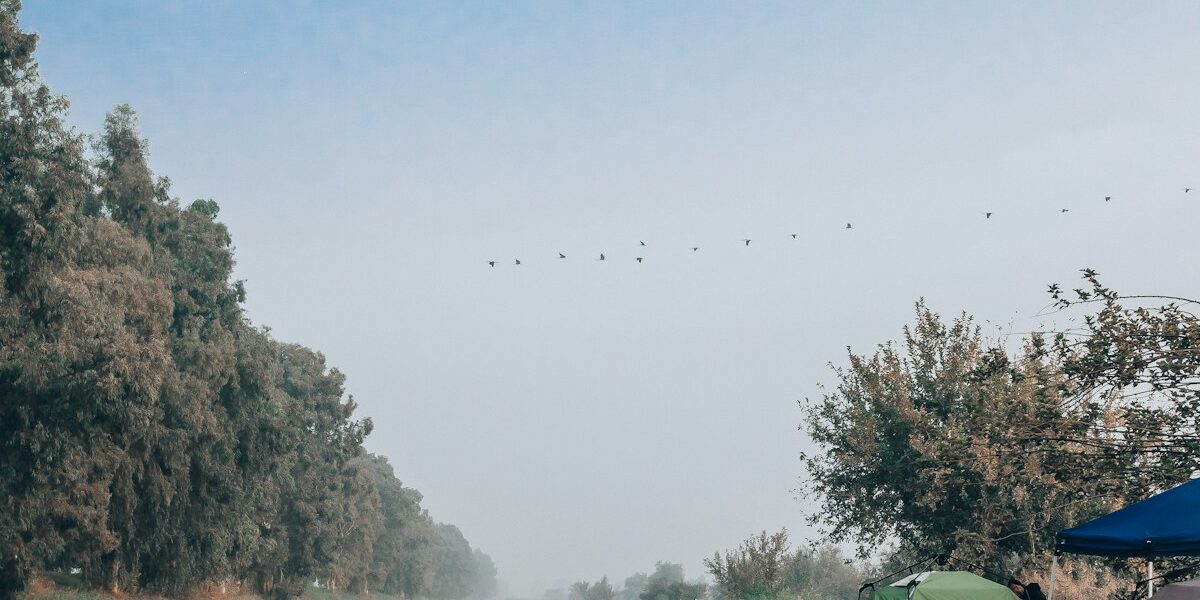Forest Hiking Tips: Shade, Navigation, and Tree Identification