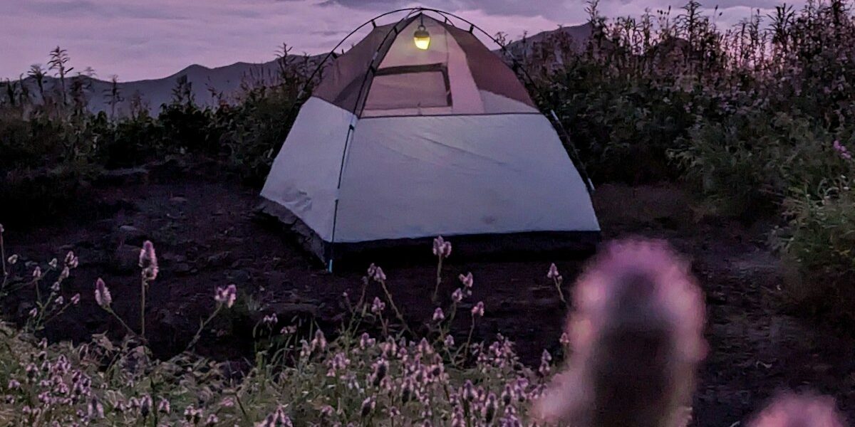 Hiking With Dogs – Leash Rules and Paw Protection